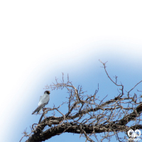 گونه شاهین دودی Sooty Falcon